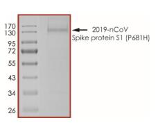 The purity of nCoV-S1 (P681H) was determined to be >90% by densitometry